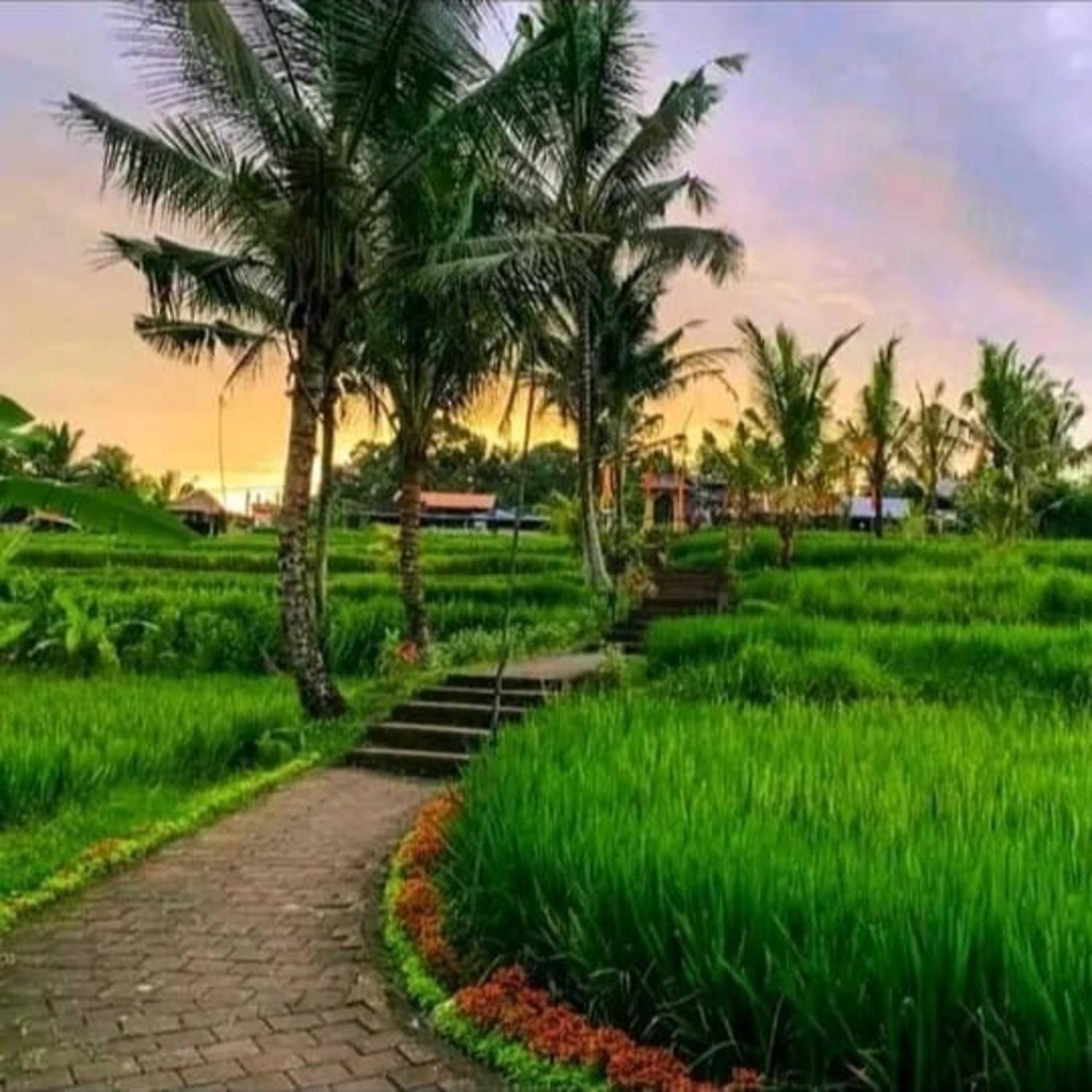 Kungkang 2 Ubud (Bali)